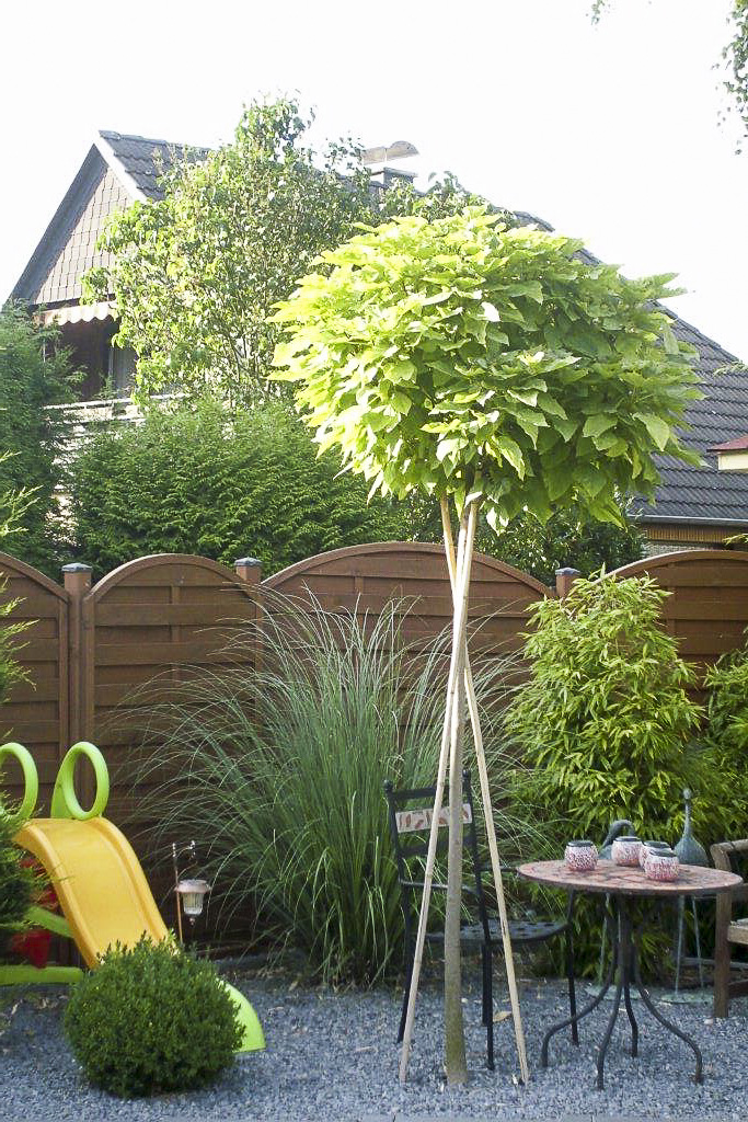 Kugelbaum mit Gräserpflanzung und Sitzplatz